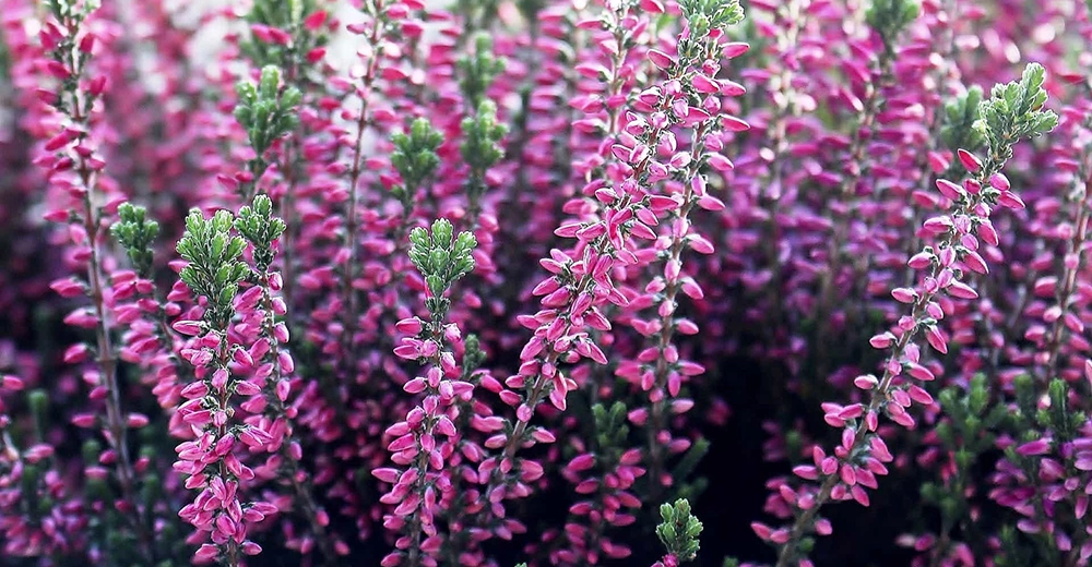 Piante invernali: erica invernale - Il Lauro